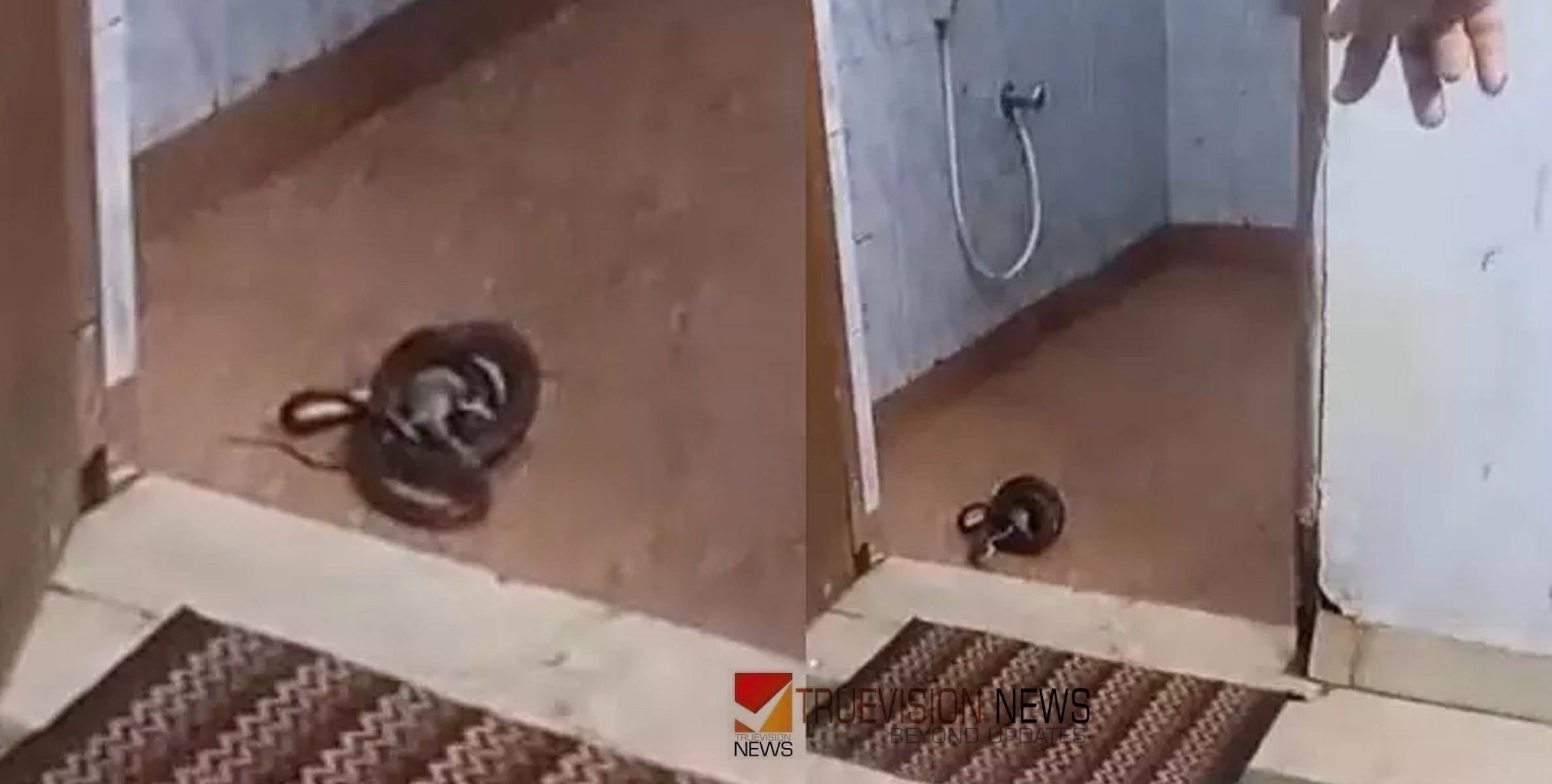 സുഖ ചികിത്സയ്ക്ക് വന്നതോ ....? കണ്ണൂർ പരിയാരം മെഡിക്കൽ കോളേജില ശുചിമുറിയിൽ മൂർഖൻ പാമ്പിനെ കണ്ടെത്തി
