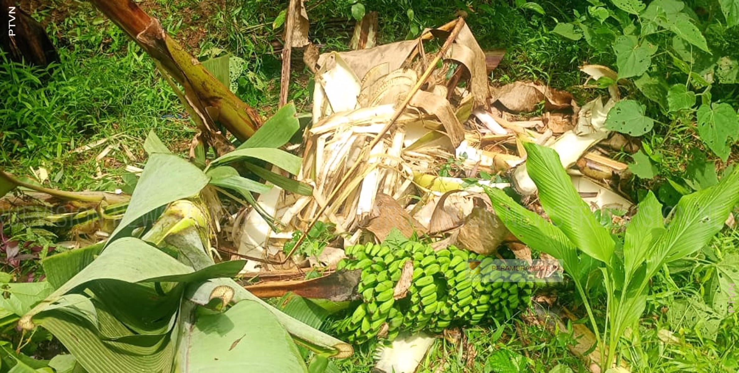 പന്നിക്കോട്ടൂരില്‍ കാട്ടാനക്കൂട്ടം കാര്‍ഷികവിളകള്‍ നശിപ്പിച്ചു