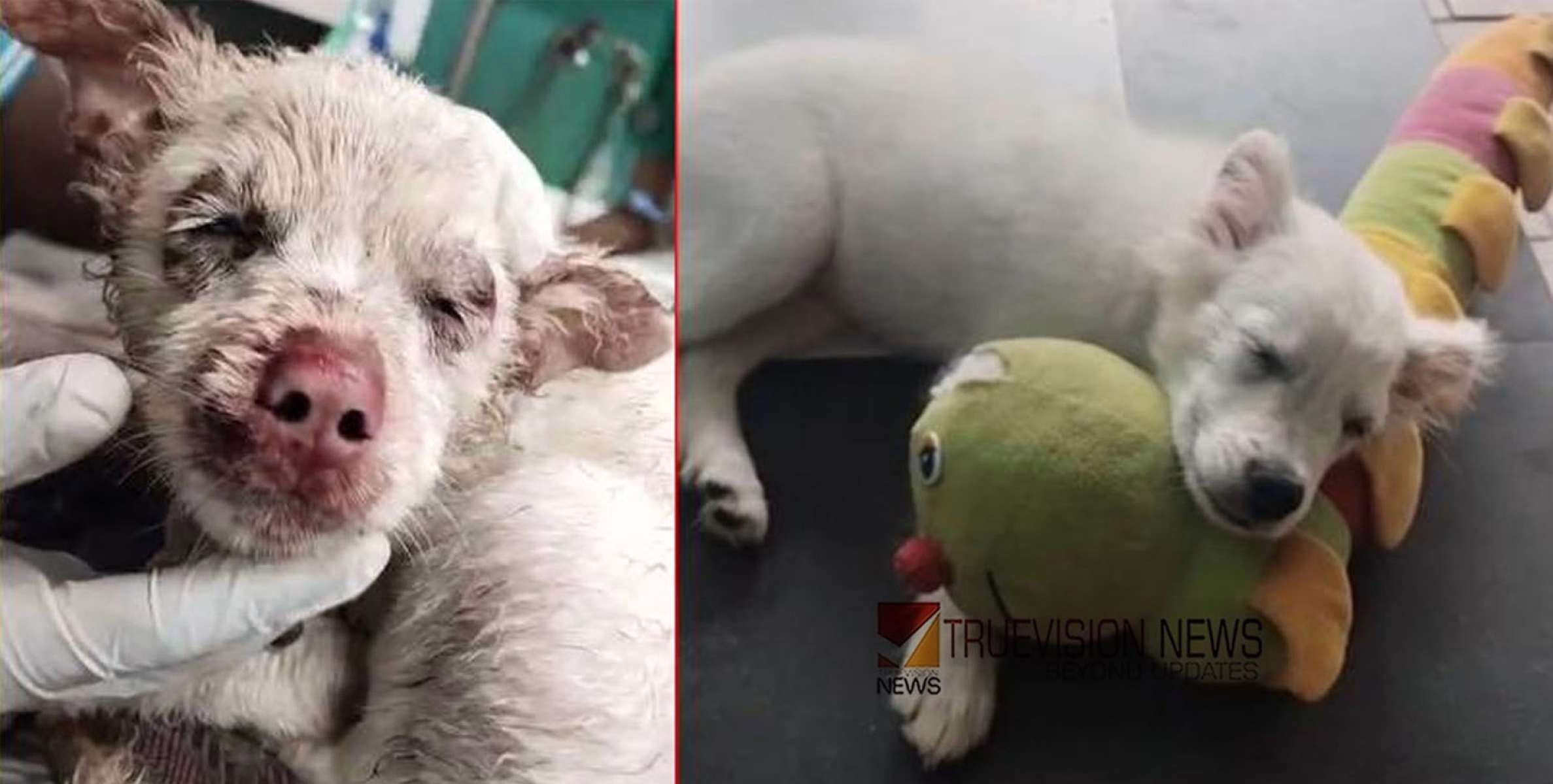 കൊടുംക്രൂരത ; മൂന്നുമാസം പ്രായമുള്ള പട്ടിക്കുട്ടിയുടെ മുഖത്ത് രാസവസ്തു ഒഴിച്ചതായി പരാതി
