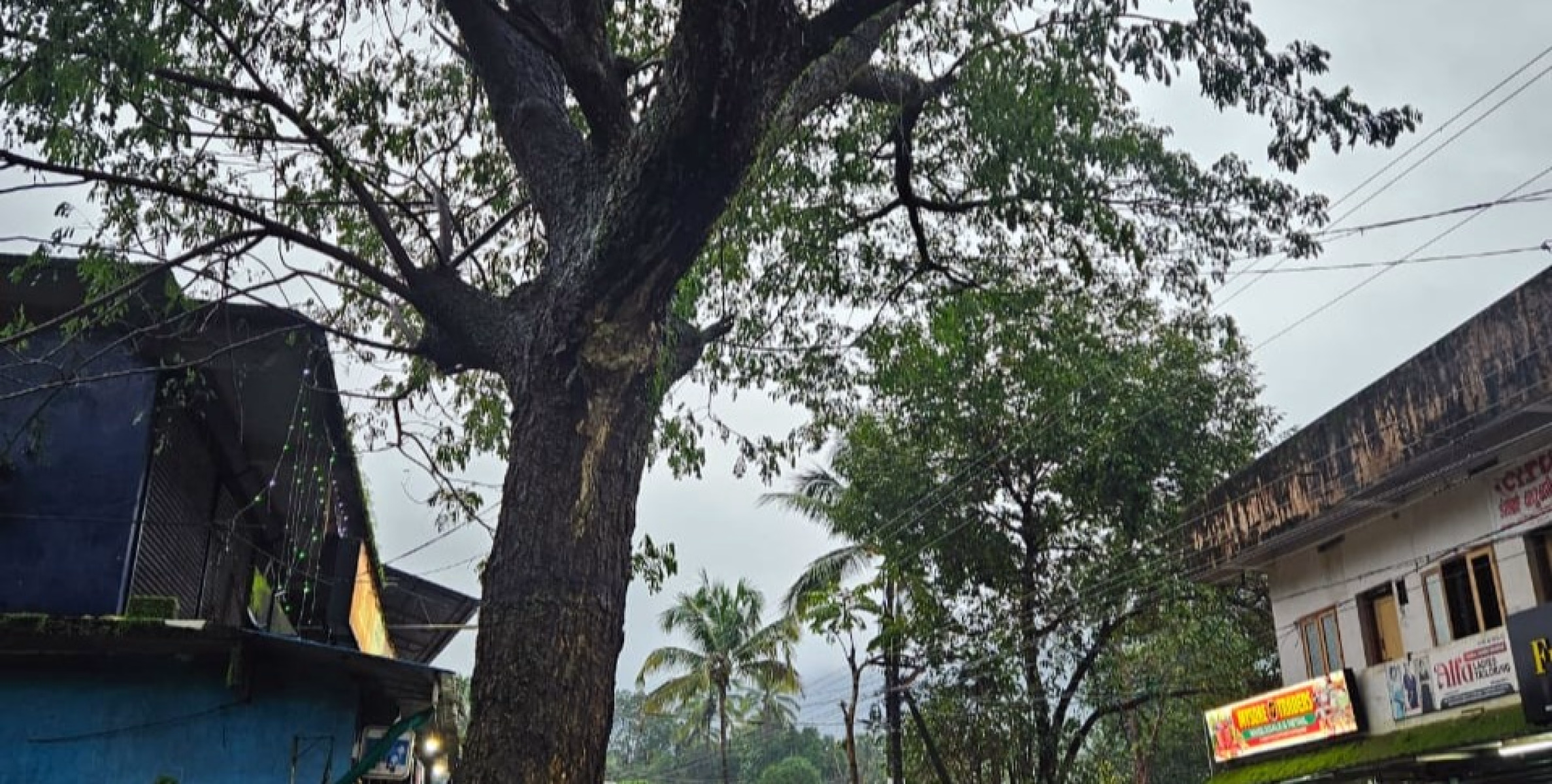 അടക്കാത്തോട് ടൗണിൽ സ്‌കൂളിന് സമീപത്ത് ടൗണിൽ വ്യാപാര സ്ഥാപനങ്ങൾക്കും ഭീഷണിയായി വന്മരം