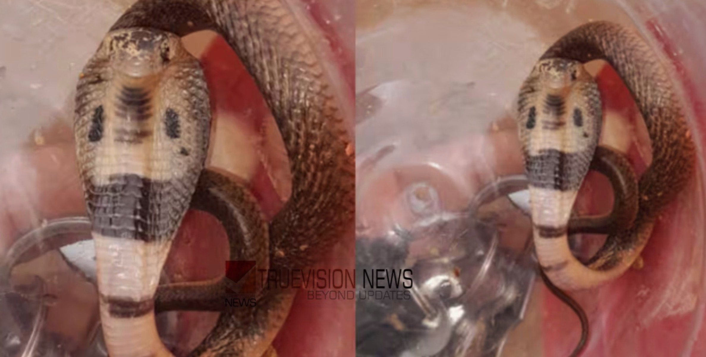 മക്കളെ, അവധിയാണെന്ന് കരുതി തീക്കളിയരുത് ; ഇരിട്ടിയിൽ കുട്ടികൾ പിടിച്ച് ബോട്ടിലിലടച്ചത് മൂർഖൻ പാമ്പിനെ