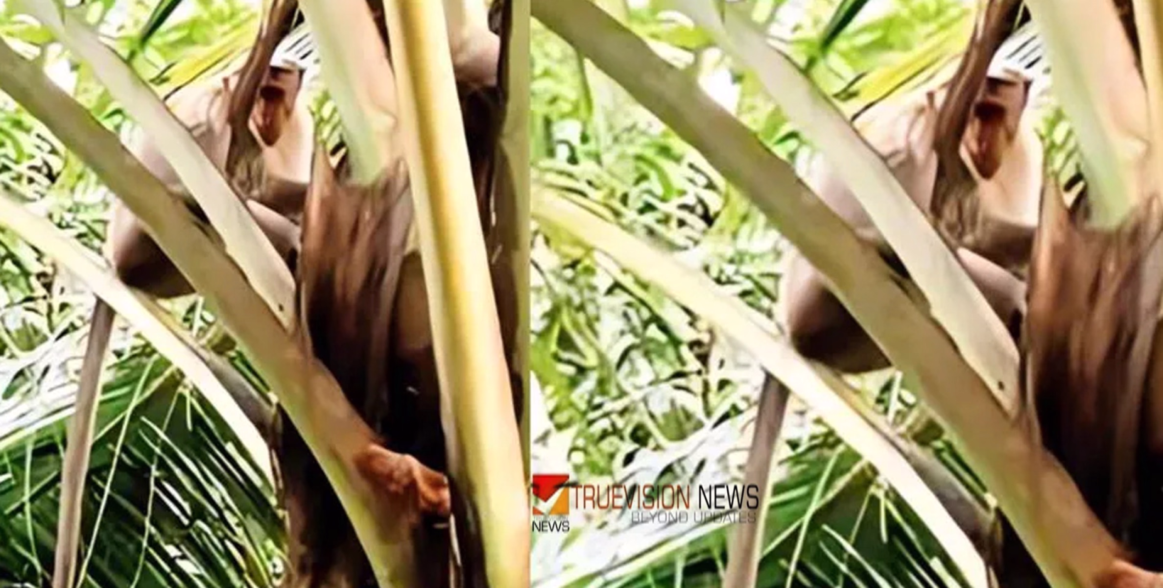 'തന്നിട്ടുപോടാ.....കുരങ്ങാ...'; വിറകുവെട്ടുകാരന്റെ  ടച്ച് ഫോൺ എടുത്ത് തെങ്ങിൽ കയറി കുരങ്ങൻ; യാചനയ്ക്ക് ഒടുവിൽ ചാടിക്കൊടുത്തു