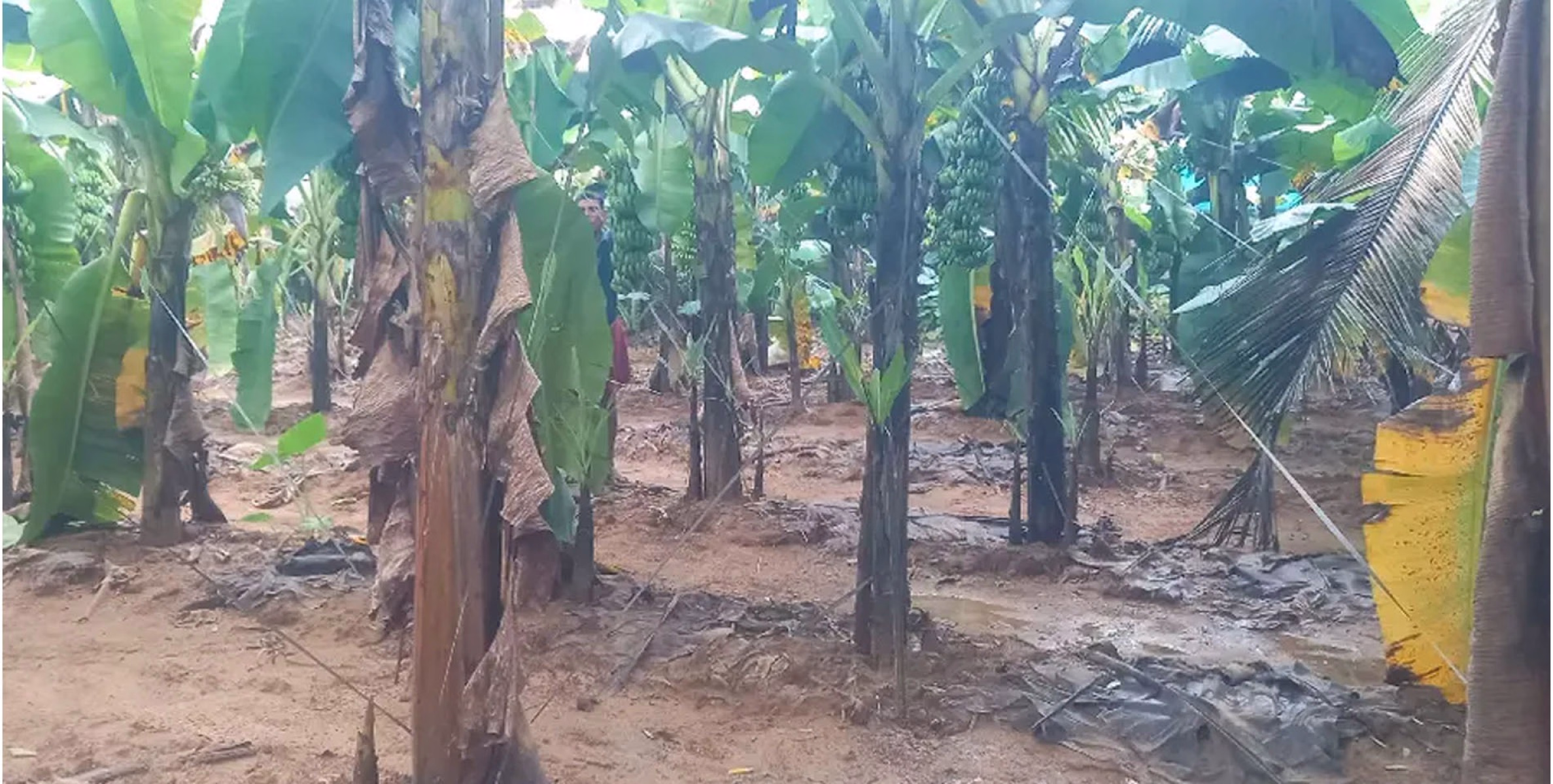  ഓണക്കാലത്തെ പ്രതീക്ഷയോടെ വരവേൽക്കാനൊരുങ്ങുകയാണ്‌ കർഷകർ