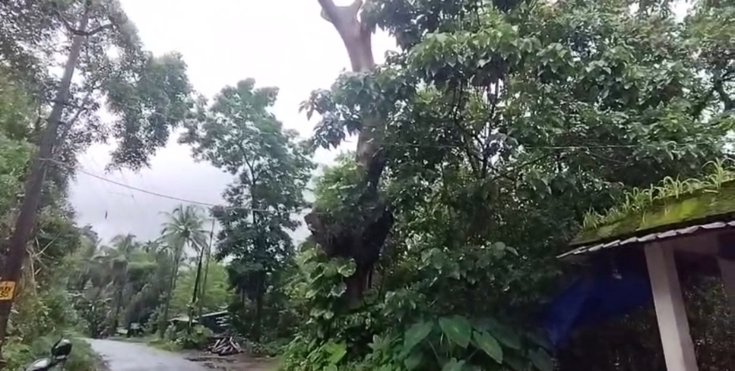കരിക്കോട്ടക്കരി എടപ്പുഴ റോഡിൽ ഉണങ്ങിയ മരം അപകട ഭീഷണിയിൽ