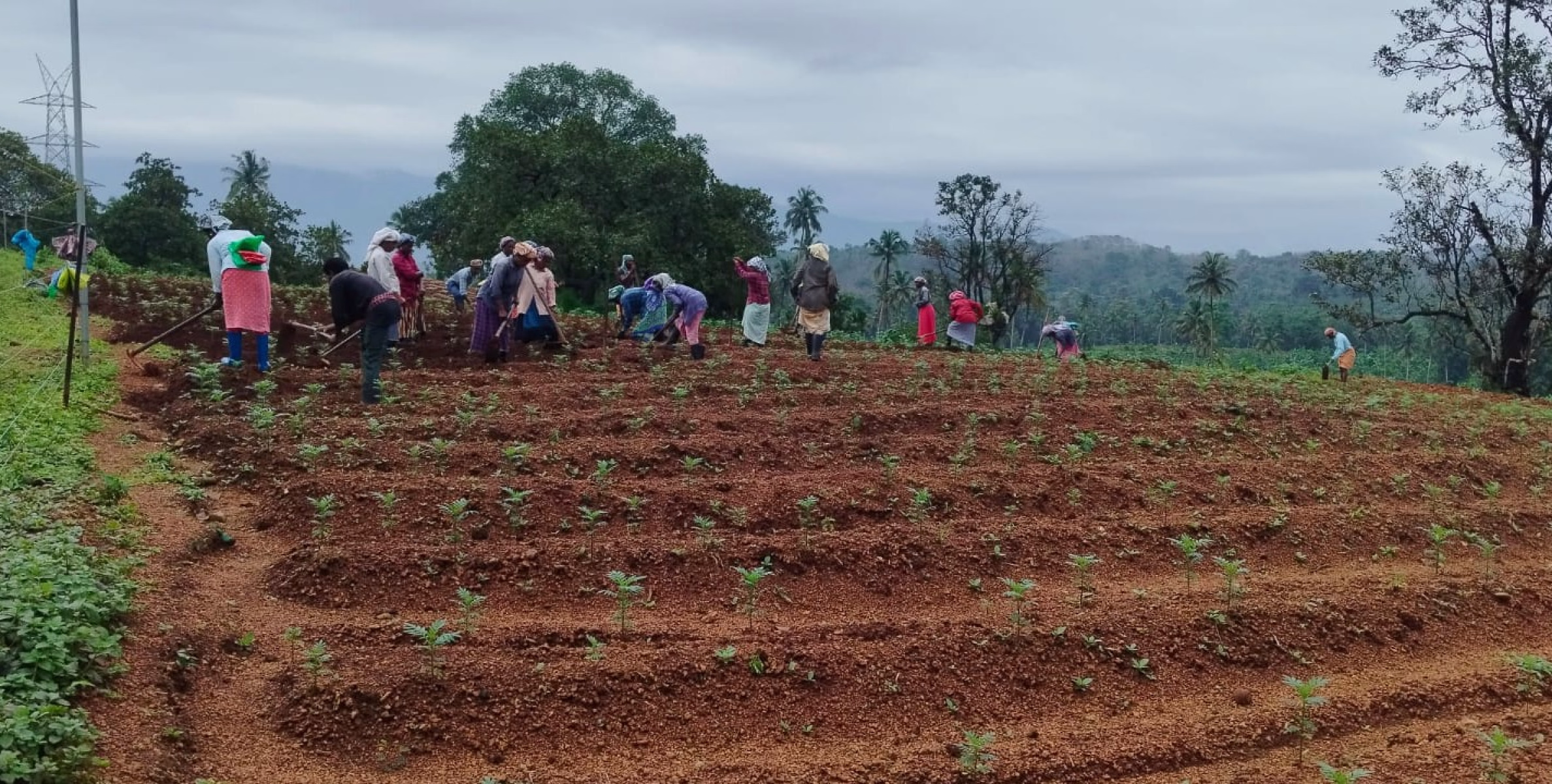 മല്ലികപ്പൂവസന്തം ചൂടാൻ ആറളം ഫാം ഒരുങ്ങുന്നു