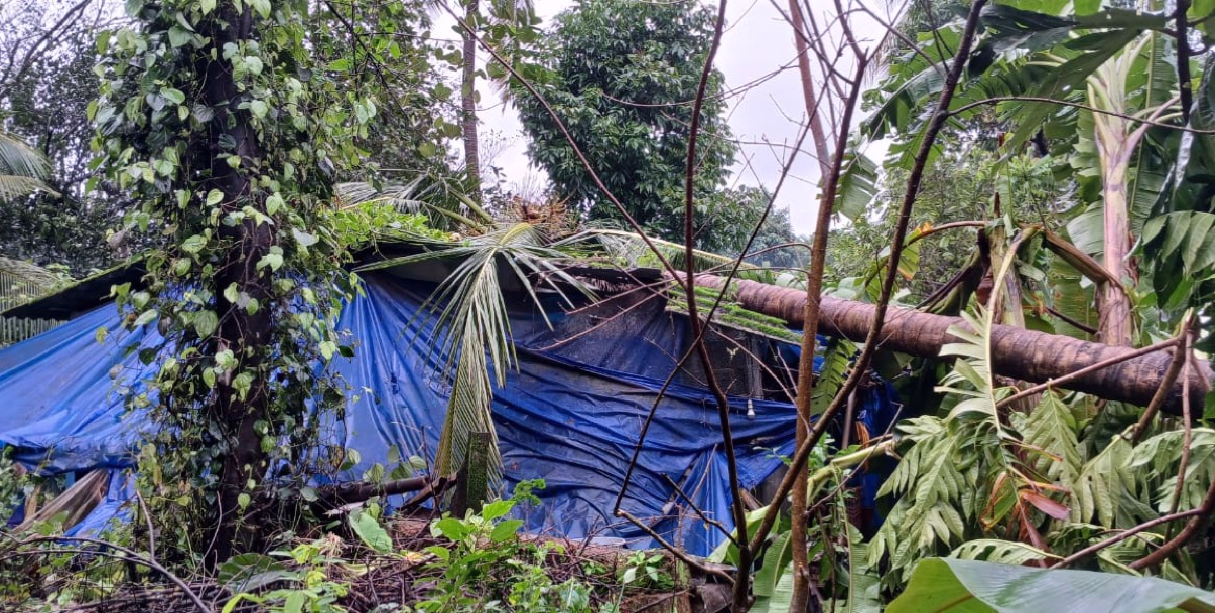 ചെട്ടിയാംപറമ്പിൽ മരം വീണ് വീട് തകർന്നടിഞ്ഞു.ഗൃഹനാഥന് ഗുരുതര പരിക്ക്
