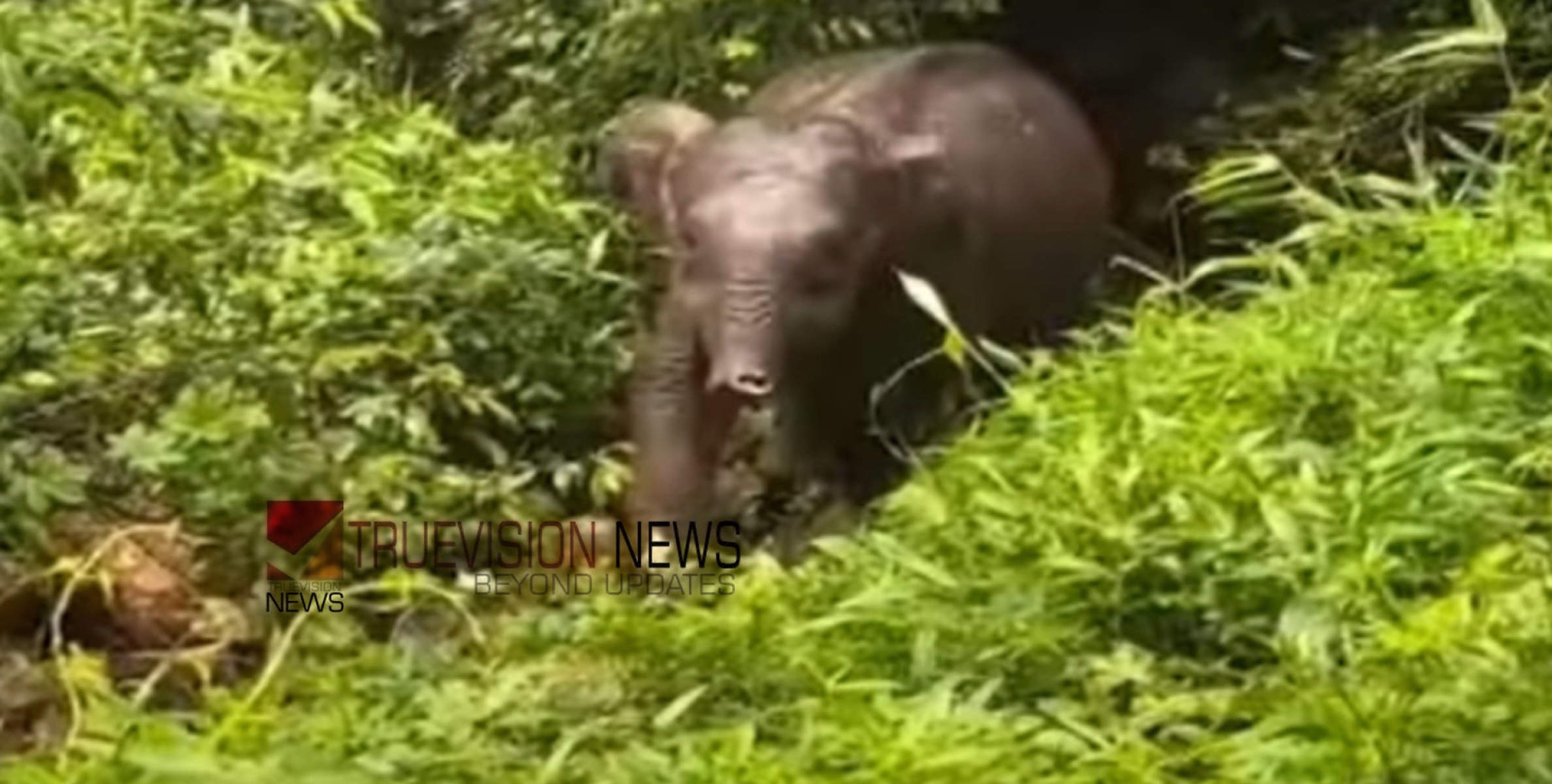 കോഴിക്കോട് തൊട്ടിൽപ്പാലത്ത് കാട്ടാനകുട്ടിയെ പിന്തുടരുന്നതിനിടെ ആർആർടി അംഗത്തിന് പരിക്ക്