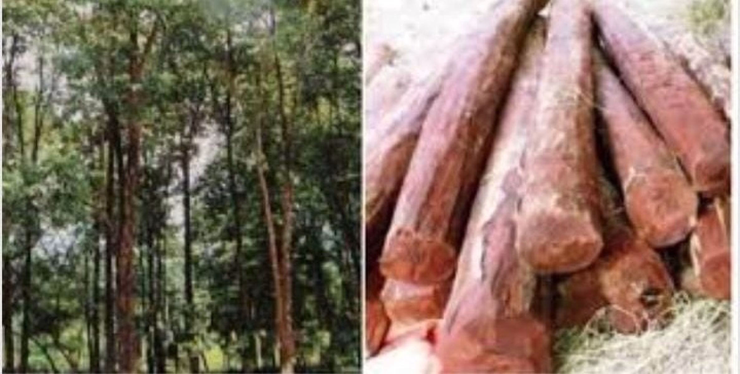 ചന്ദനക്കേസുകളുടെ രഹസ്യ വിവരം കൈമാറുന്നവരുടെ പ്രതിഫലം വർധിപ്പിച്ചു