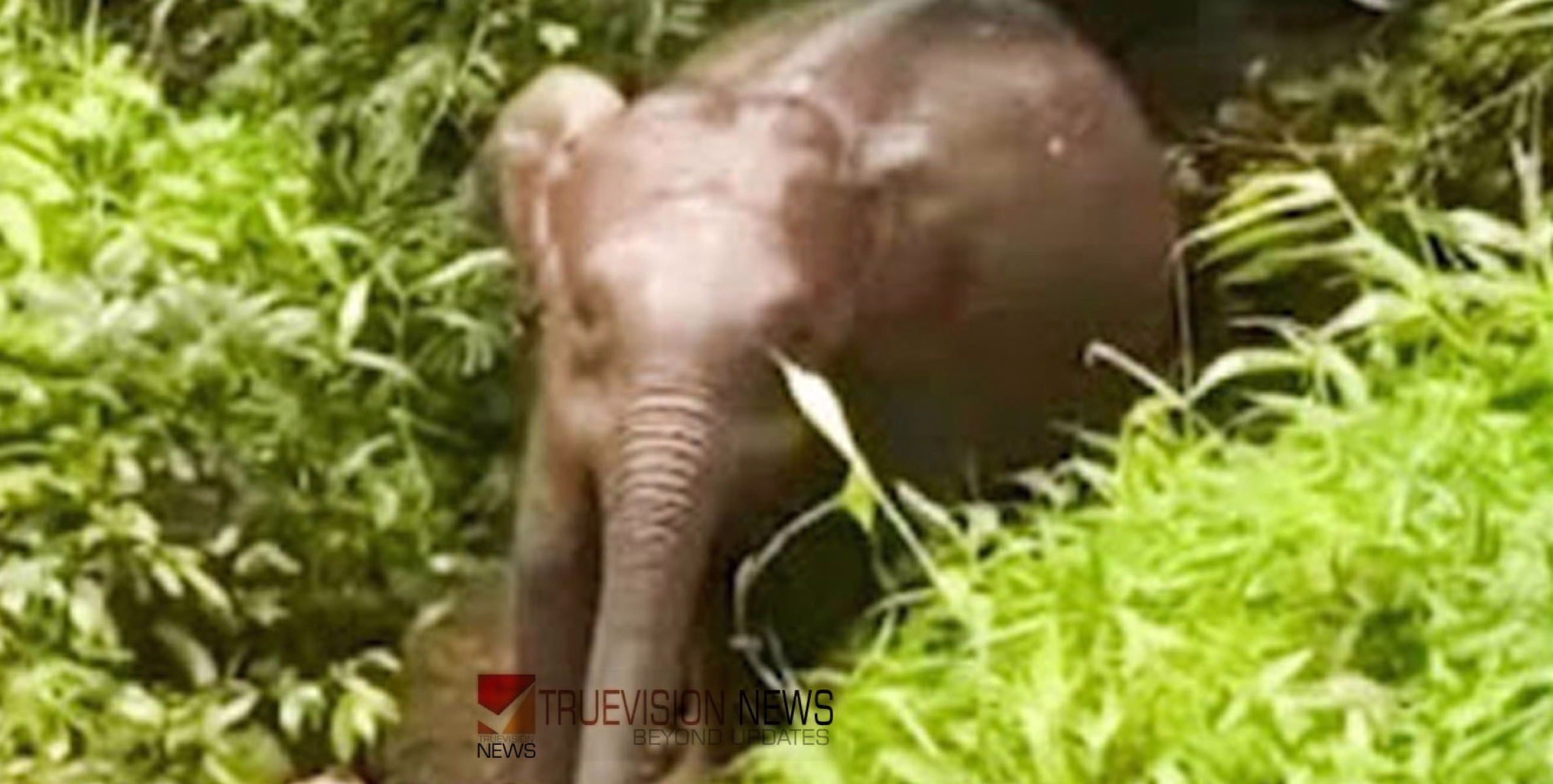 കാവിലുംപാറയിൽ കുട്ടിയാനയെ പിടികൂടാനുള്ള ദൗത്യം നാലാം ദിവസവും പാളി; ശ്രമം തുടരുന്നു