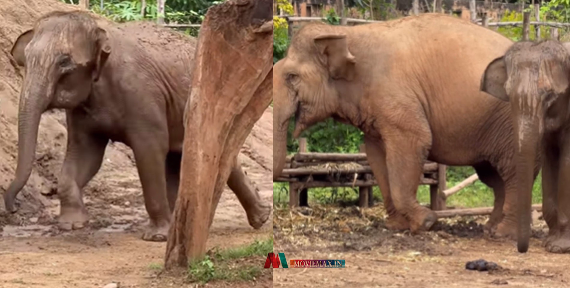 അമ്മേ സോറി..... കുട്ടിയാനയെ കാണാതെ വിളിച്ചന്വേഷിച്ച് അമ്മയാന, ഓടിയെത്തിയെത്തി കുട്ടികുറുമ്പൻ, വൈറൽ വീഡിയോ