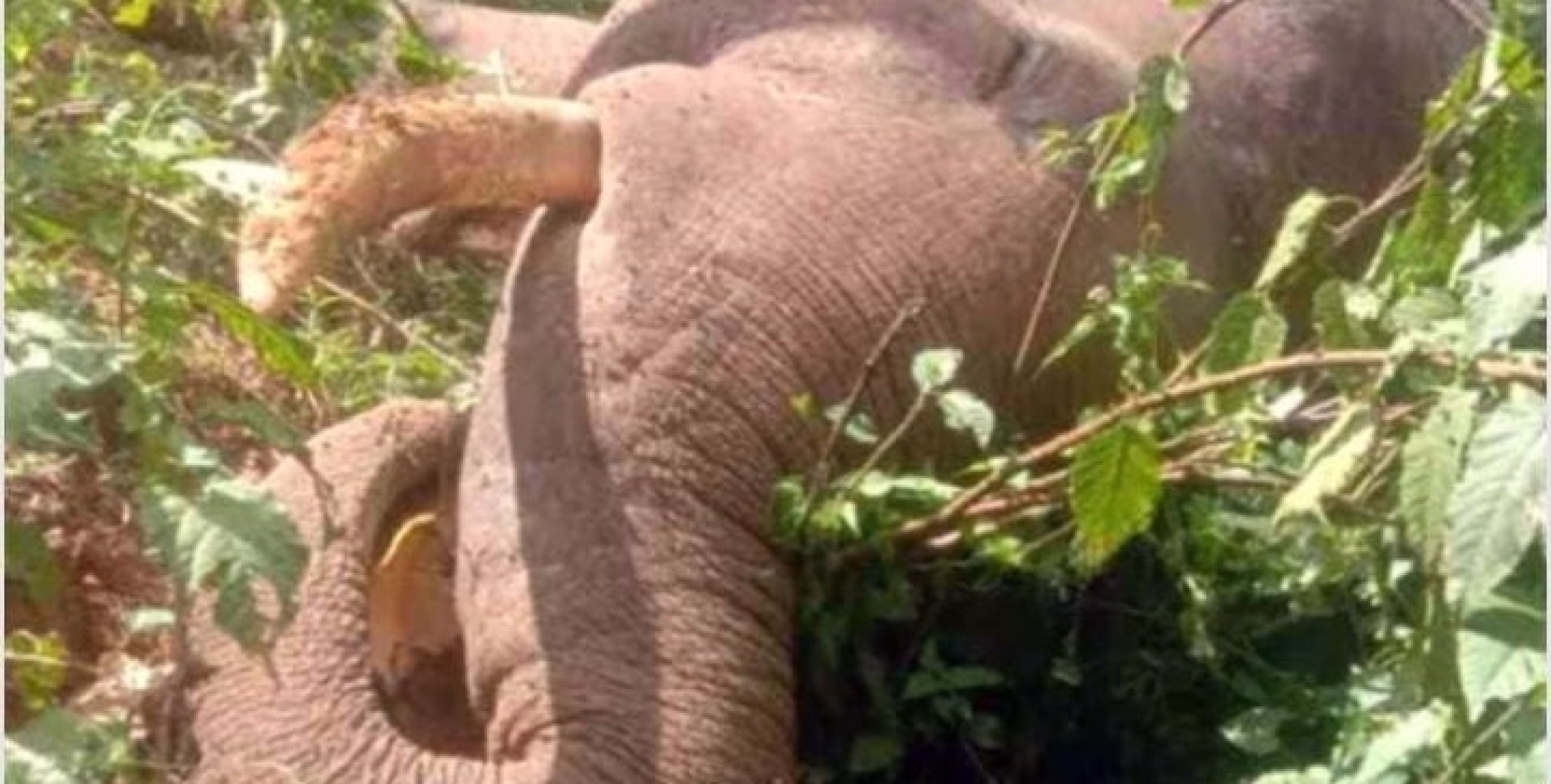 മലപ്പുറത്ത് സ്വകാര്യ വ്യക്തിയുടെ സ്ഥലത്ത് കൊമ്പനാനയുടെ ജഡം കണ്ടെത്തി