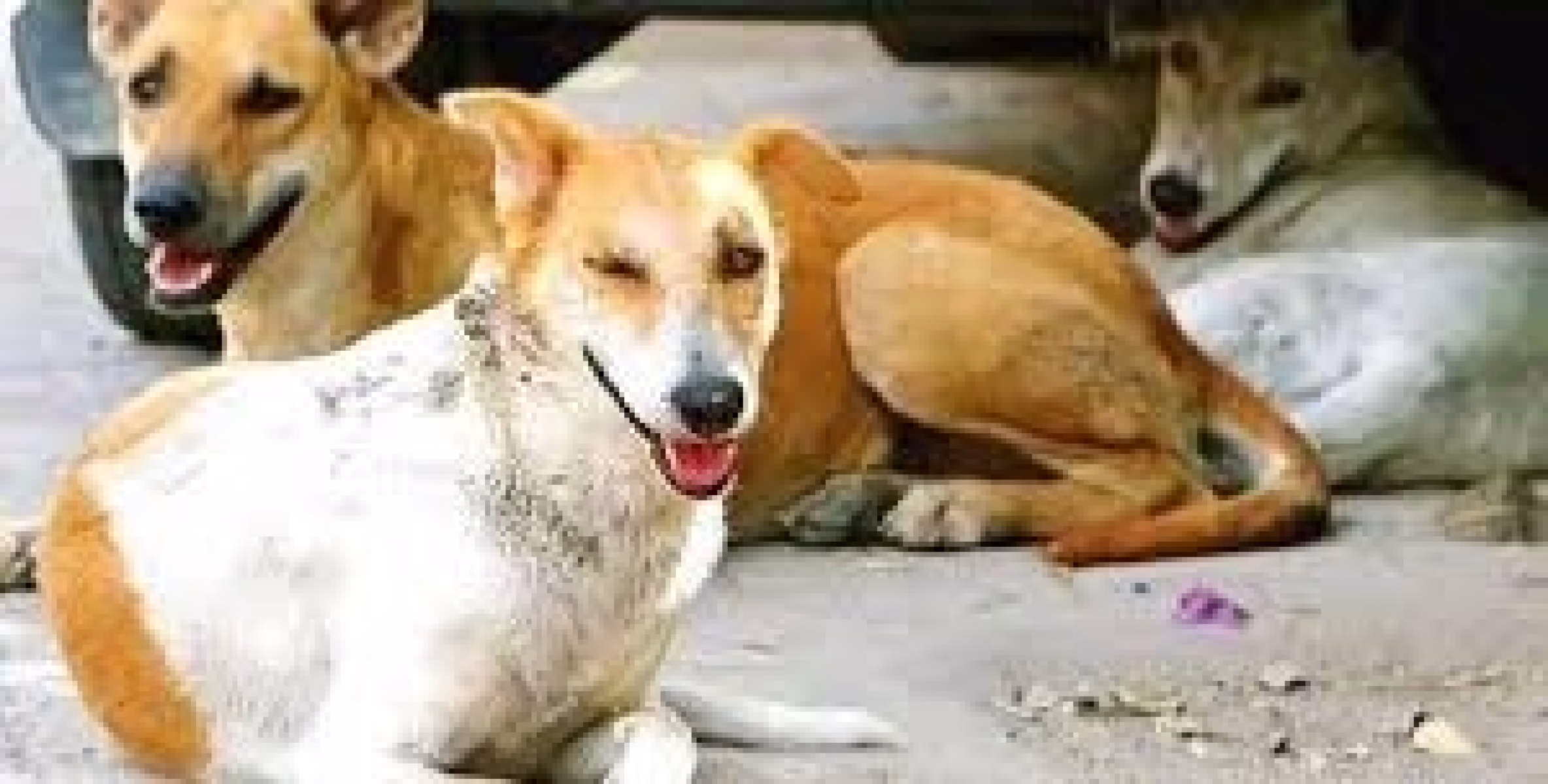 പൊതുയിടങ്ങളിൽ നിന്നും നായ്ക്കളെ നീക്കണം; തെരുവുനായ പ്രശ്നത്തിൽ സുപ്രധാന ഉത്തരവുമായി സുപ്രീം കോടതി