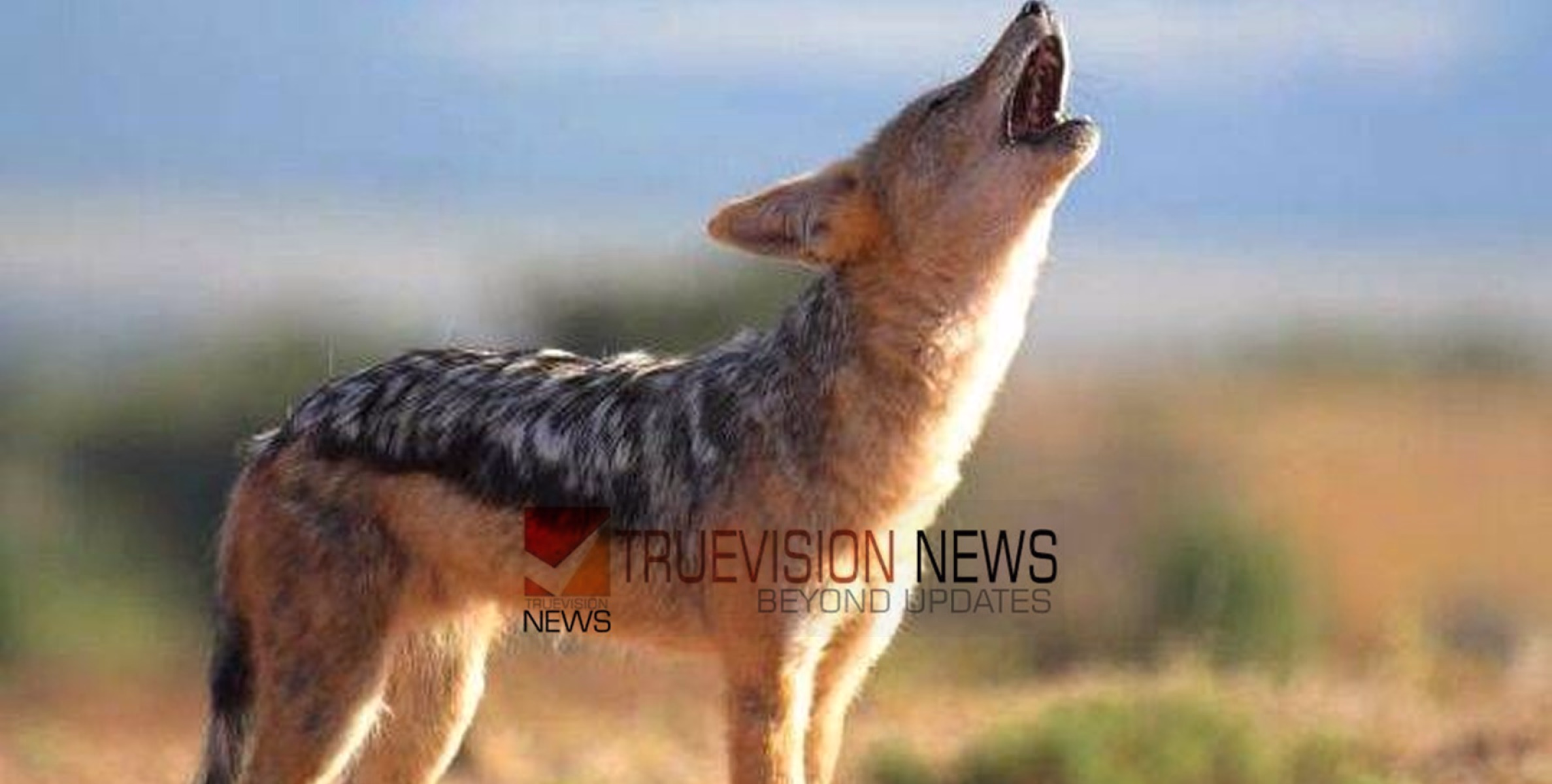 കോഴിക്കോട് വടകരയിൽ കുറുക്കന്റെ ആക്രമണം; യുവാവിന്റെ കൈവിരൽ കടിച്ചെടുത്തു
