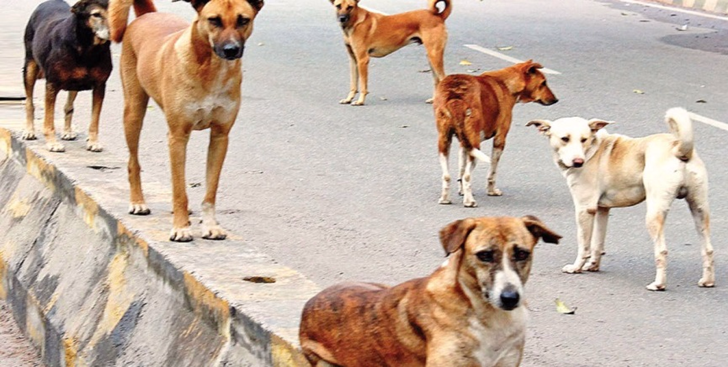 കുറുനരിയും ഒപ്പം തെരുവ് നായ്ക്കളും: കണ്ണാടിപ്പറമ്പ്, ചാലോട് മേഖലയിൽ 5 പേർക്ക് കടിയേറ്റു