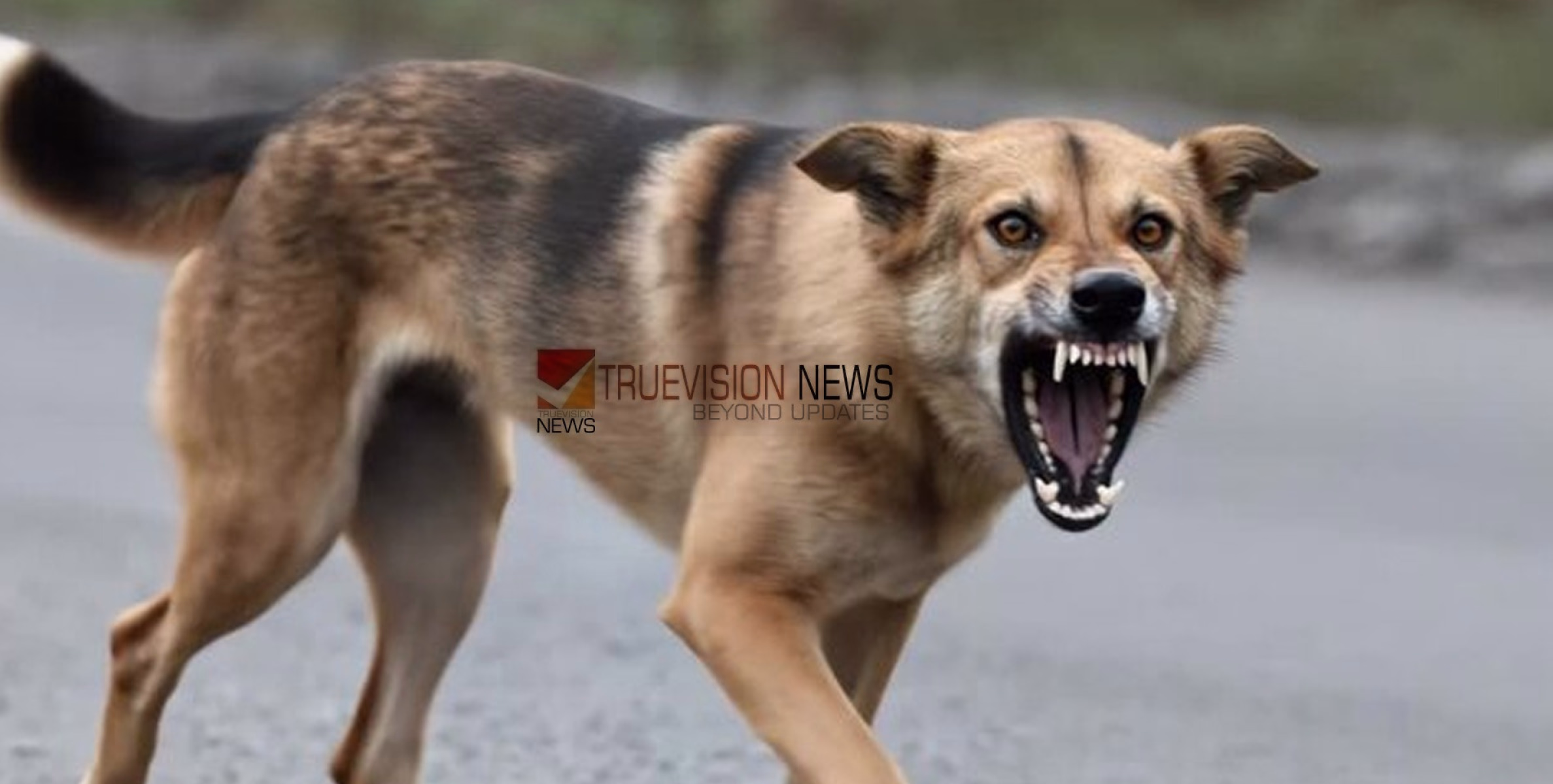 തെരുവ് നായ ആക്രമണം; നാദാപുരത്ത് മൂന്ന് കുട്ടികള്‍ക്ക് പരിക്ക്