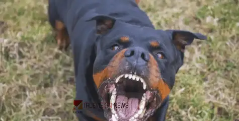 #Rottweilerattack | റോട്ട്‌വീലർ നായകളുടെ ആക്രമണത്തിൽ അഞ്ച് വയസ്സുകാരിക്ക് ഗുരുതര പരിക്ക്; അഴിച്ചുവിട്ട ഉടമ അറസ്റ്റിൽ 