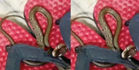 #snake | കണ്ണൂർ  മെഡിക്കൽ കോളേജിലെ നവജാതശിശുക്കളുടെ ഐ.സി.യു.വിൽ വിഷപ്പാമ്പ്