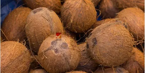 #Coconutprices | നാളികേര വില കുതിച്ചുയരുന്നു; അമ്പരന്ന് കേര കർഷകരും വ്യാപാരികളും