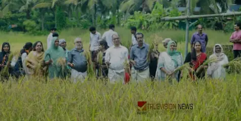 #paddycultivation | മൂടാടി ഗ്രാമ പഞ്ചായത്തിൽ ജവാൻ ഗ്രൂപ്പിന്റെ കര നെൽ കൃഷി വിളവെടുപ്പ് ഉത്ഘാടനം നിർവഹിച്ചു 