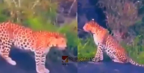 #leopard | കൽപ്പറ്റ പെരുന്തട്ടയില്‍ പുലിയിറങ്ങി; ആടുകളെയും പശുവിനെയും കൊന്നുതിന്നു 