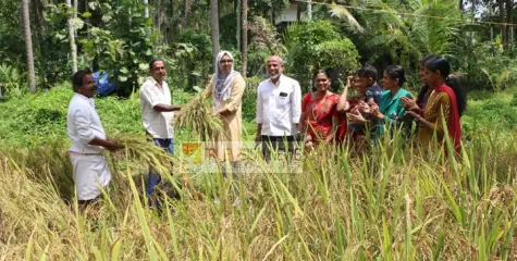 കിഴക്കെ ചമ്പാട് അഞ്ചാം വാർഡിൽ ദമ്പതികൾ ഒരുക്കിയ കര നെൽകൃഷിയിൽ നൂറ് മേനി .