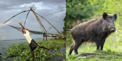  തൃശൂരിൽ  കാട്ടുപന്നിക്ക് വെച്ച വൈദ്യുതി വേലിയിൽ നിന്നും ഷോക്കേറ്റ് സഹോദരങ്ങൾക്ക് ദാരുണാന്ത്യം