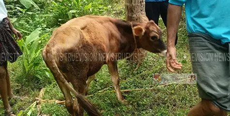 സെപ്റ്റിക് ടാങ്കിൽ വീണ പശുക്കുട്ടിയെ രക്ഷപ്പെടുത്തി