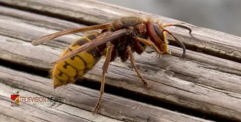 #waspattack |  കോഴിക്കോട് പേരാമ്പ്രയിൽ തൊഴിലുറപ്പ് തൊഴിലാളികൾക്ക് കടന്നൽ കുത്തേറ്റു; നിരവധി പേർക്ക് പരിക്ക്