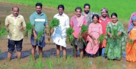 #[piravom | ആയിരംപറ കൂട്ടം ഇറങ്ങി;  തിരുമറയൂർ പാടത്ത് നടീൽ ഉത്സവം  