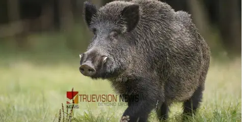 #wildboar | ഇടതുകൈ കടിച്ചു മുറിച്ചു; കാട്ടുപന്നി ആക്രമണത്തില്‍ 55-കാരന് ഗുരുതര പരിക്ക്, ഓടിക്കൂടിയ നാട്ടുകാർ പന്നിയെ തല്ലിക്കൊന്നു