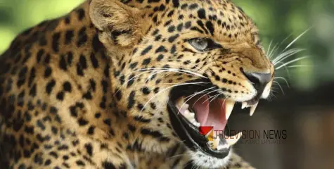 #leopard | കോഴിക്കോട് പുലി ? പ്രദേശത്ത് രണ്ട് നിരീക്ഷണ ക്യാമറകൾ സ്ഥാപിച്ചു