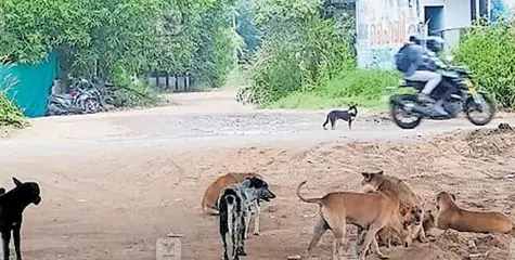 #Straydogs | നാട്ടുകാർക്കു ഭീഷണിയായി തെരുവുനായ്ക്കൾ കൂട്ടത്തോടെ വിലസുന്നു