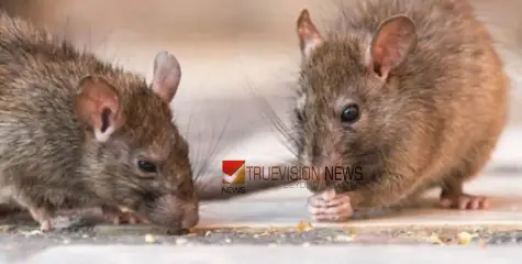 #Ratfever | കൊല്ലത്ത് എലിപ്പനി ബാധിച്ച് 45കാരൻ മരിച്ചു