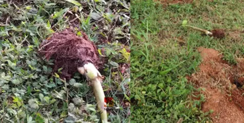 ഇരിങ്ങണ്ണൂരിൽ വാഴ കന്നുകൾ സാമൂഹ്യ വിരുദ്ധർ നശിപ്പിച്ച നിലയിൽ