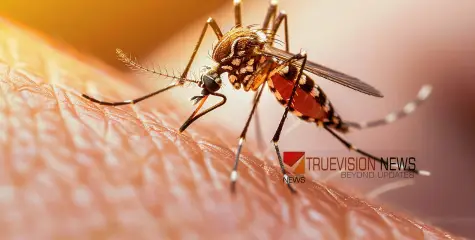 #dengue |  ഫോര്‍ട്ട് കൊച്ചിയിൽ ഡെങ്കിപ്പനി ബാധിച്ച് വിദേശി മരിച്ചു