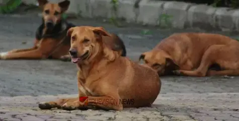 #straydog | കോഴിക്കോട് സ്കൂൾ വിദ്യാർത്ഥിനിക്ക് നേരെ തെരുവ് നായ ആക്രമണം