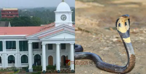 #snake | ഭരണസിരാ കേന്ദ്രമായ സെക്രട്ടറിയേറ്റിൽ പാമ്പ്; പിടികൂടാൻ ശ്രമിച്ചെങ്കിലും കഴിഞ്ഞില്ല, പരിശോധന