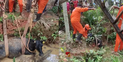 #Firerescuers | കുറ്റ്യാടിയിൽ കിണറ്റിൽ അകപ്പെട്ട് പോത്ത്, കാനയിൽ കുടുങ്ങി പശു; രക്ഷകരായി നാദാപുരം അഗ്നിരക്ഷാസേന