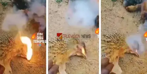 #deadchickens | ഭയപ്പെടുത്തുന്ന സംഭവം; ചത്ത് വീണ കോഴിയുടെ വായില്‍ നിന്ന് 'തീയും പുകയും'