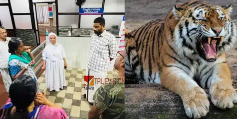 #tiger | പറമ്പിലേക്ക് ആടുകളുമായി പോയപ്പോൾ കടുവ എത്തിയെന്ന് വീട്ടമ്മ; ഭയന്നോടിയപ്പോൾ കൈയ്ക്ക് പരിക്ക്, സംഭവം കോഴിക്കോട്