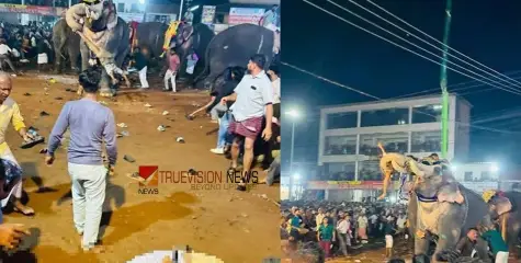 #elephantattack | നേർച്ചയ്ക്കിടെ ആന ഇടഞ്ഞു; 17 പേർക്ക് പരിക്ക്, ഒരാളുടെ നിലഗുരുതരം