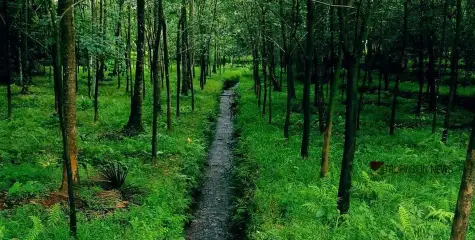 മതിയായ റോഡ് സൗകര്യമില്ല; ജാനകിക്കാട്ടിലേക്ക് വരുന്ന ടൂറിസ്റ്റുകളും നാട്ടുകാരും ദുരിതത്തിൽ 