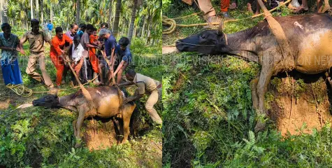  ചതുപ്പില്‍ കുടുങ്ങിയ പശുവിന് രക്ഷകരായി അഗ്‌നിരക്ഷാസേന