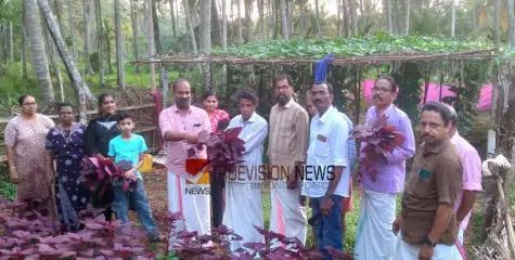 കുമ്മങ്കോട് വയലിൽ പച്ചക്കറി കൃഷി വിളവെടുപ്പ് നടത്തി  