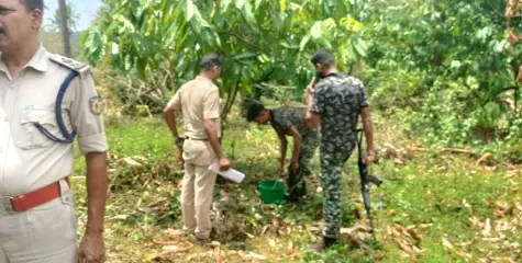 ആറളം ഫാമിൽ ഒന്നാം ബ്ലോക്കിലെ കൃഷിയിടത്തിൽ നിന്നും പന്നിപ്പടക്കം കണ്ടെത്തി
