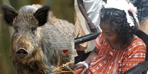 ജോലി കഴിഞ്ഞ് മടങ്ങി വരവെ കാട്ടുപന്നി ആക്രമണം; വീട്ടമ്മയ്ക്ക് പരിക്ക്