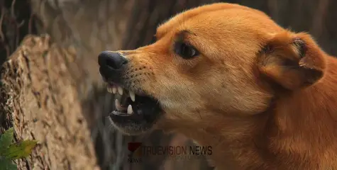 കോഴിക്കോട് മൂന്ന് വയസുകാരി ഉൾപ്പടെ നാല് പേർക്ക് തെരുവ് നായ ആക്രമണത്തിൽ പരിക്ക്