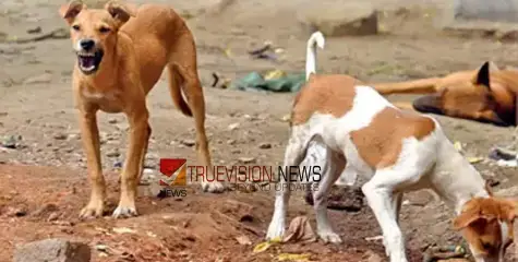 കുവൈത്തിൽ ജോലി കഴിഞ്ഞ് പുറത്തിറങ്ങിയ സൈനിക ക്യാപ്റ്റന് തെരുവുനായ്ക്കളുടെ ആക്രമണത്തിൽ ഗുരുതര പരിക്ക്