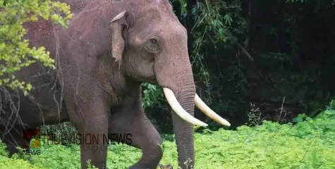 വീട്ടിലേക്ക് നടക്കുന്നതിനിടെ  കാട്ടാന ആക്രമണം; വയോധികന് പരിക്ക്