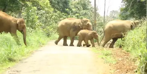 ആറളം ഫാമിൽ 22 ആനകളെ കാട്ടിലേക്ക് തുരത്തി